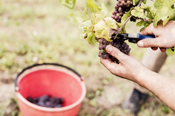 Harvesting Grapes