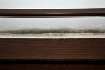 Mold above the window