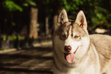 Dog. Portrait on the lawn in the urban environment. Portrait of Siberian Husky