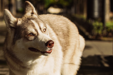 Dog. Portrait on the lawn in the urban environment. Portrait of Siberian Husky