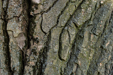 bark