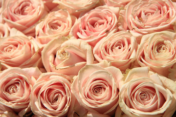 Obraz na płótnie Canvas Pink wedding roses