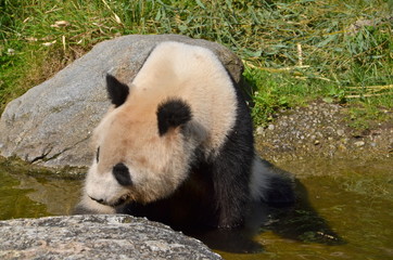 Fototapeta premium Giant panda bear at Vienna Zoo, Austria 