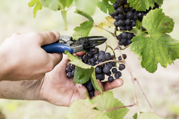 Harvesting Grapes