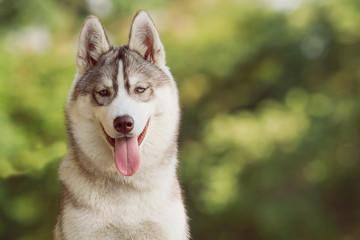 Dog. Portrait on the lawn in the urban environment. Portrait of Siberian Husky