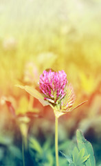 Beautiful wild flower clover