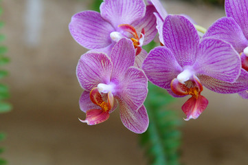 Orchidées dans la serre du Jardin du Palazzo Parisio 