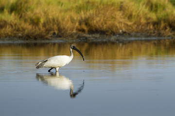 Obraz premium Black-headed Ibis immature in Pottuvil, Sri Lanka