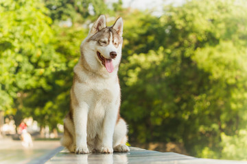 Dog. Portrait on the lawn in the urban environment. Portrait of Siberian Husky