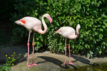 Pink Flamingos in Vienna zoo