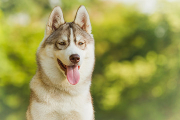 Dog. Portrait on the lawn in the urban environment. Portrait of Siberian Husky