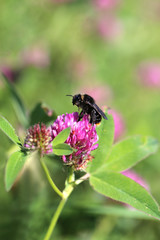 Beautiful wild flower clover