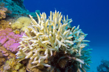 Naklejka na ściany i meble Birdsnest Coral at the bottom of tropical sea, underwater