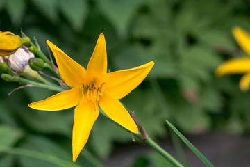 Obraz premium Gelbe Blume