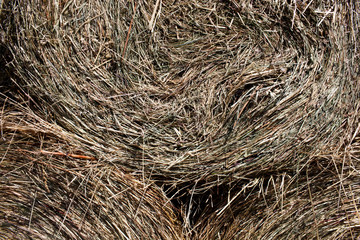 France. Champs du Tarn-et-Garonne, meules de foin