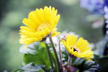 Yellow Flowers