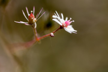 saxifraga urbium