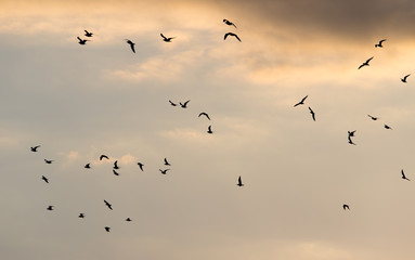 a flock of birds at dawn, the sun