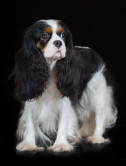 cavalier king charles spaniel dog on black