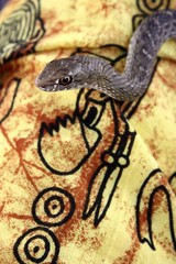 Obraz premium Maroc, serpent