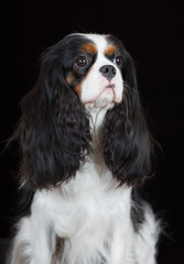 king charles spaniel dog on black