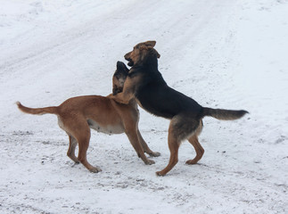 Two stray dogs find out the relationship