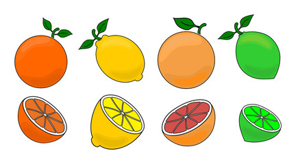 Citrus fruits vector illustration set
