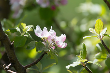 beautiful flowers on the branches of apple trees