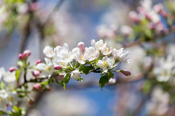 beautiful flowers on the branches of apple trees