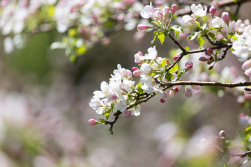beautiful flowers on the branches of apple trees