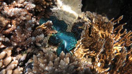Turquoise Giant Clam