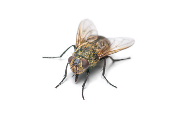 Housefly isolated on white background
