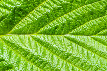 Green leaf nature background