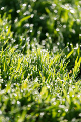 dew on the green grass in nature