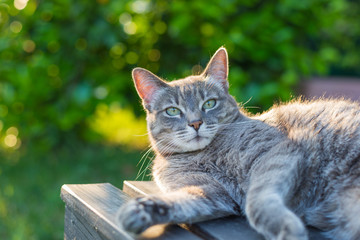 Cat lying on side on a bench in backlight