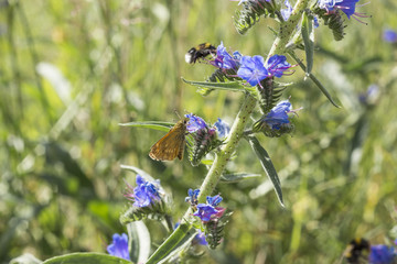 Motyl siedzący na kwiatku