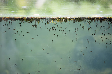 Obraz premium many polliwogs in a pond seen through a glass front