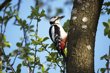 great spotted woodpecker on a tree
