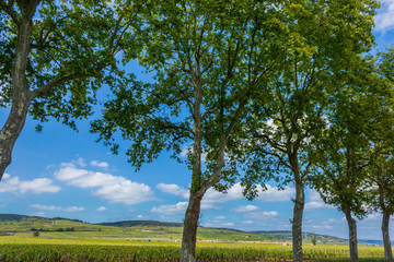 paysage bourguignon