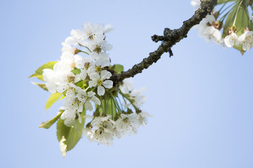 detail of a flowering cherry tree