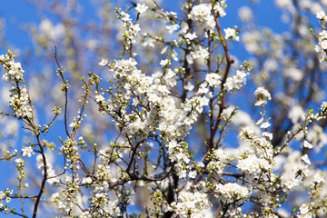 Beautiful flowers on the tree in nature