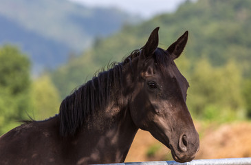 Cheval