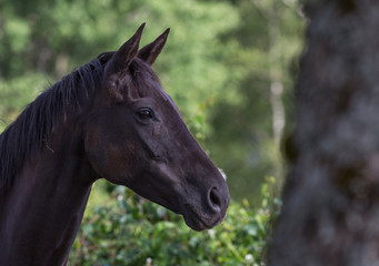 Obraz premium Cheval