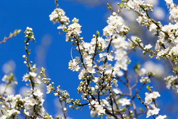 Beautiful flowers on the tree in nature