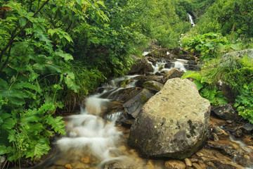 River in summer forest. Beautiful natural landscape
