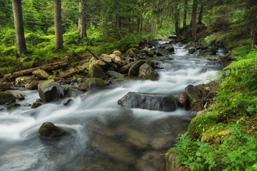 River in summer forest. Beautiful natural landscape