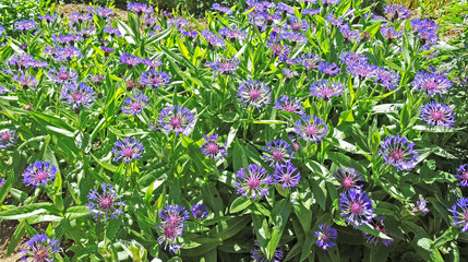 Flockenblume - Centaurea montana - mountain cornflower