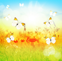 Fototapeta na wymiar Butterfly and summer meadow