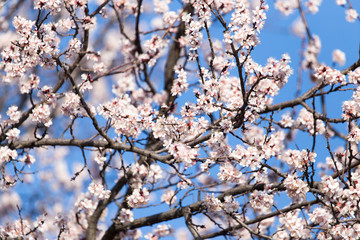 Beautiful flowers on the tree in nature
