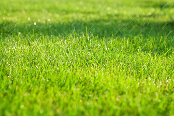 Fototapeta na wymiar Green grass sunny field